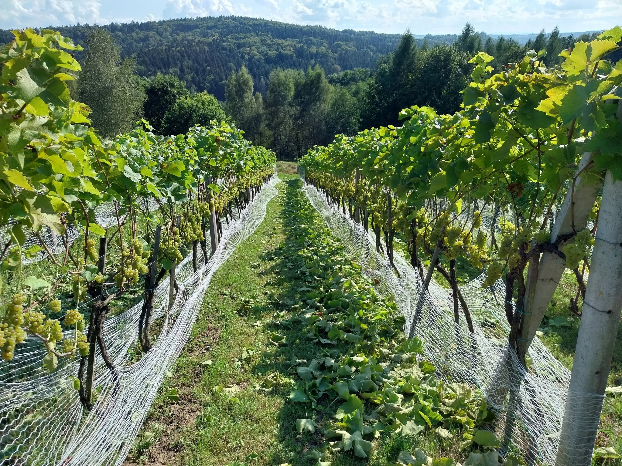 Grona winogron odmiany Solaris na stoku w Winnicy Jakubowej