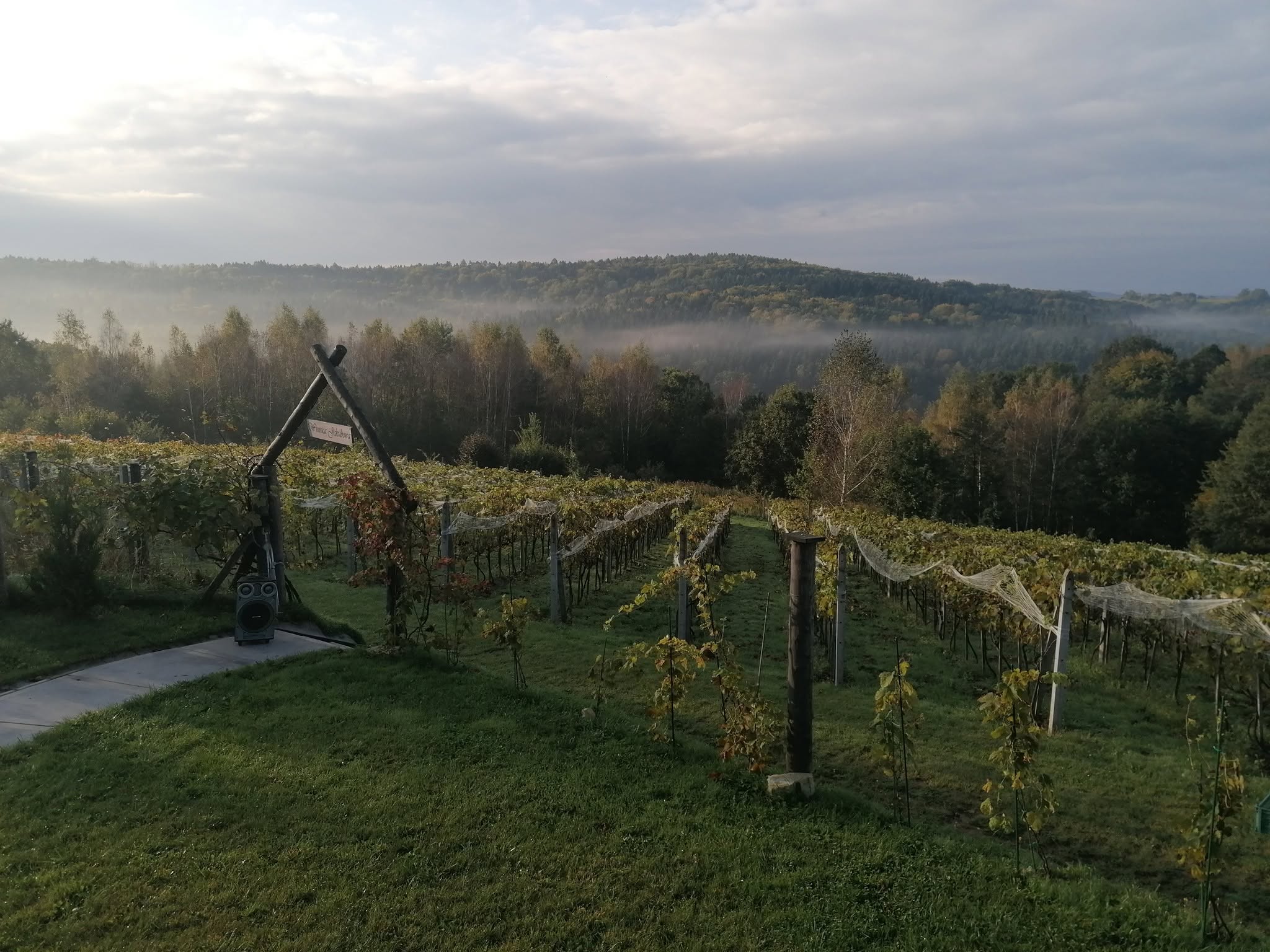 Poranna mgła nad Winnicą Jakubową